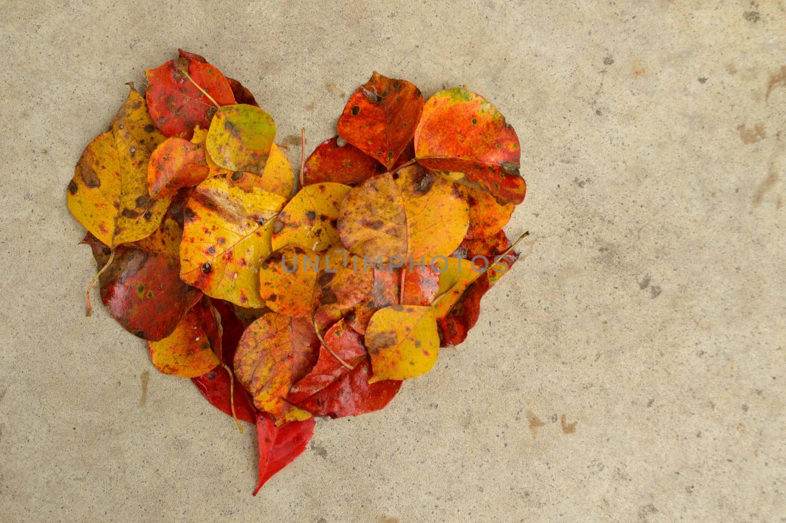 Beautiful autumn leaves in the shape of a heart against a textured concrete background. Great Thanksgiving background.