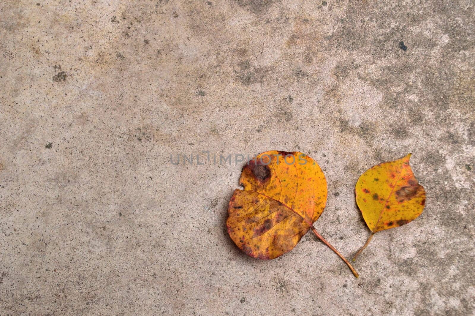 Two yellow popcorn tree leaves against a mottled gray concrete background. Offset composition to leave copy space over the concrete.
