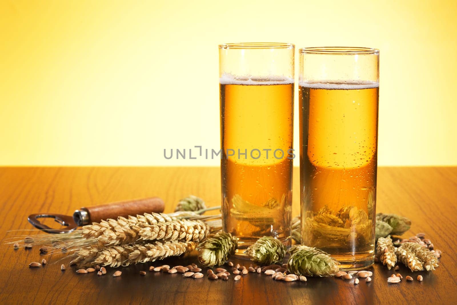 Two Kölschbiergläser with wheat,barley,hops and malt in yellow light