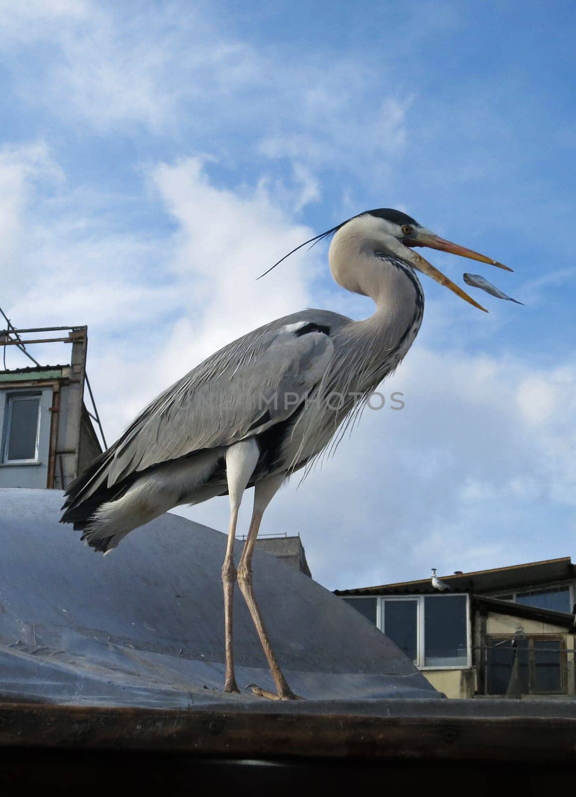 fishing heron in Istanbul