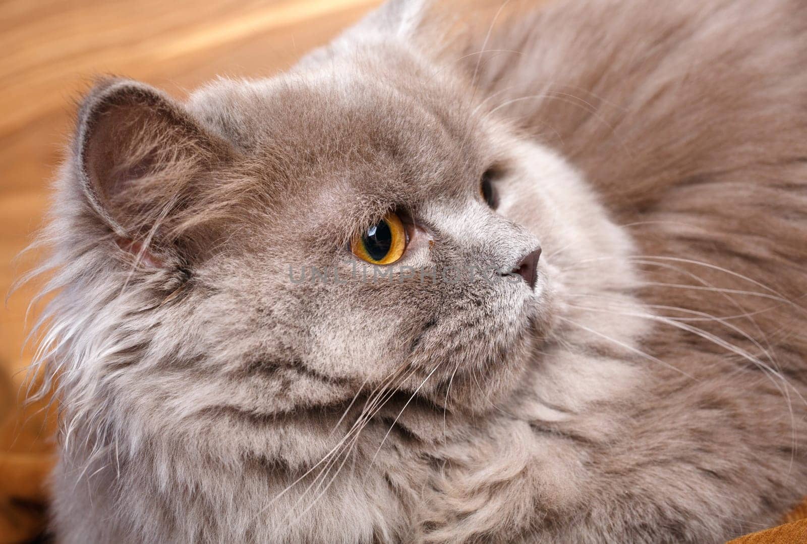 portrait of cute gray Scottish long-haired straight cat on a wooden background