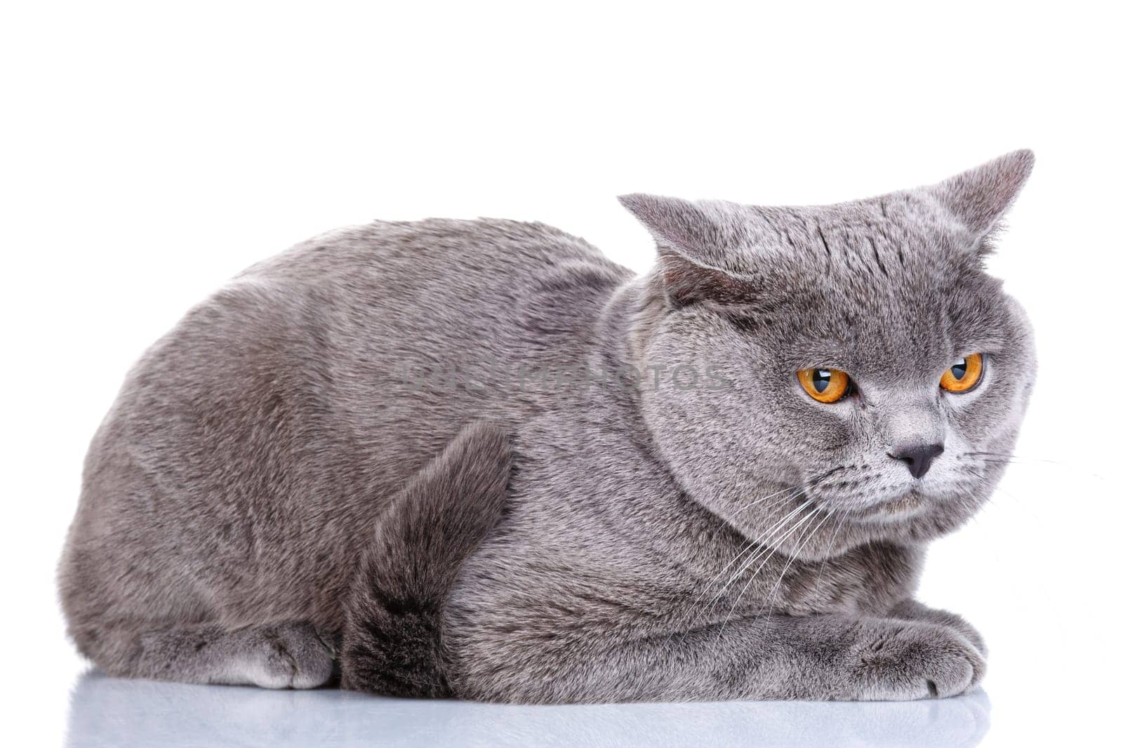 cute British Shorthair cat isolated  on  white background