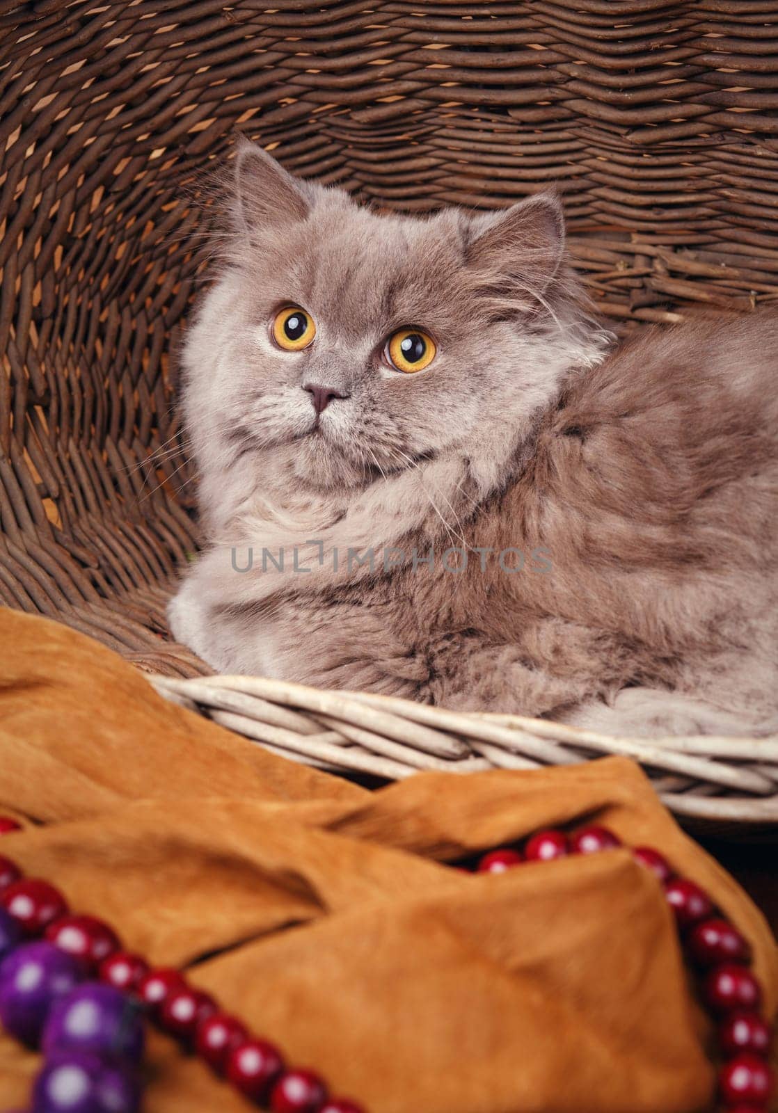 cute gray Scottish long-haired straight cat on a wooden basket