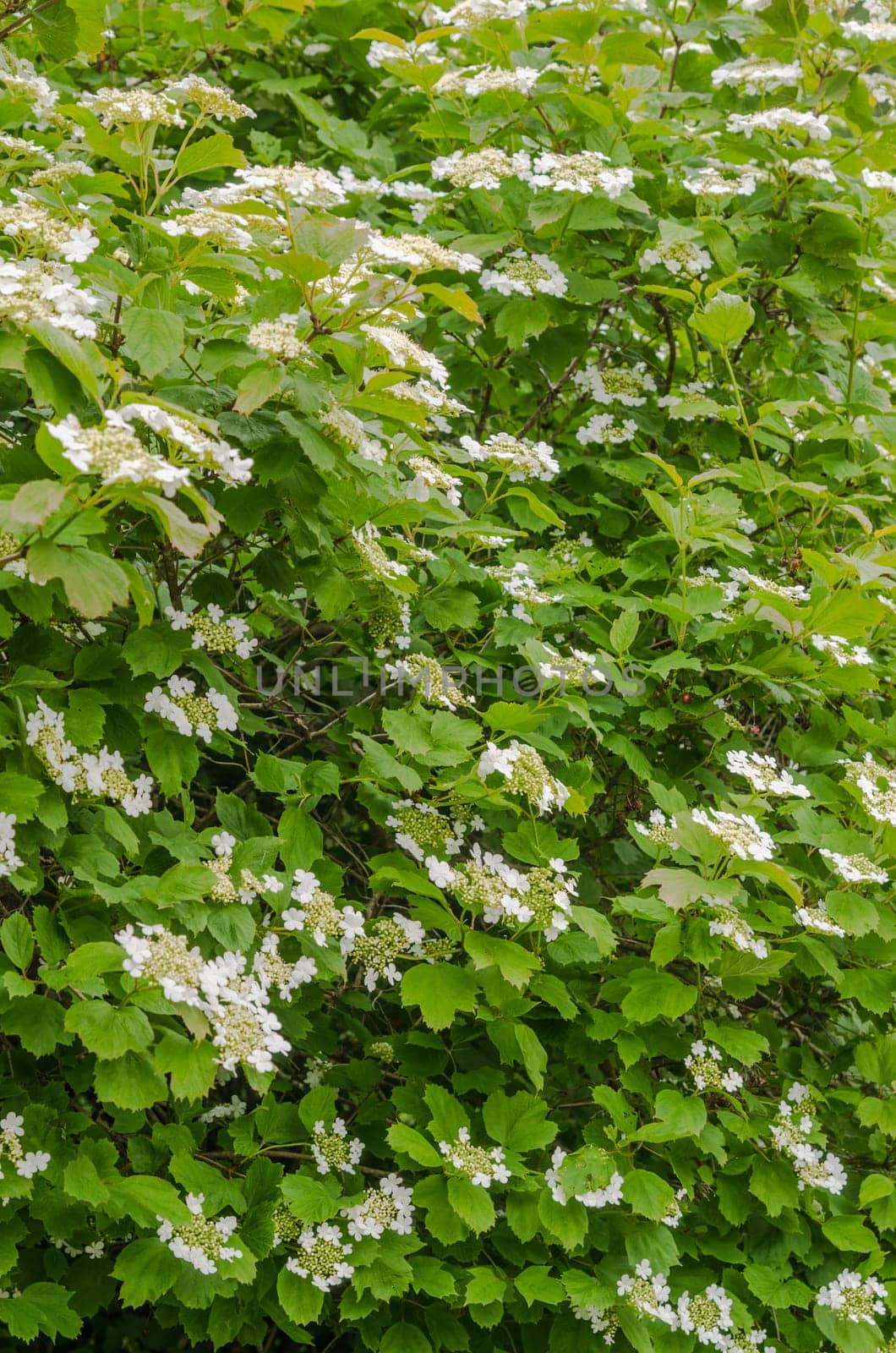 Blossoming guelder - rose, June. Nature background