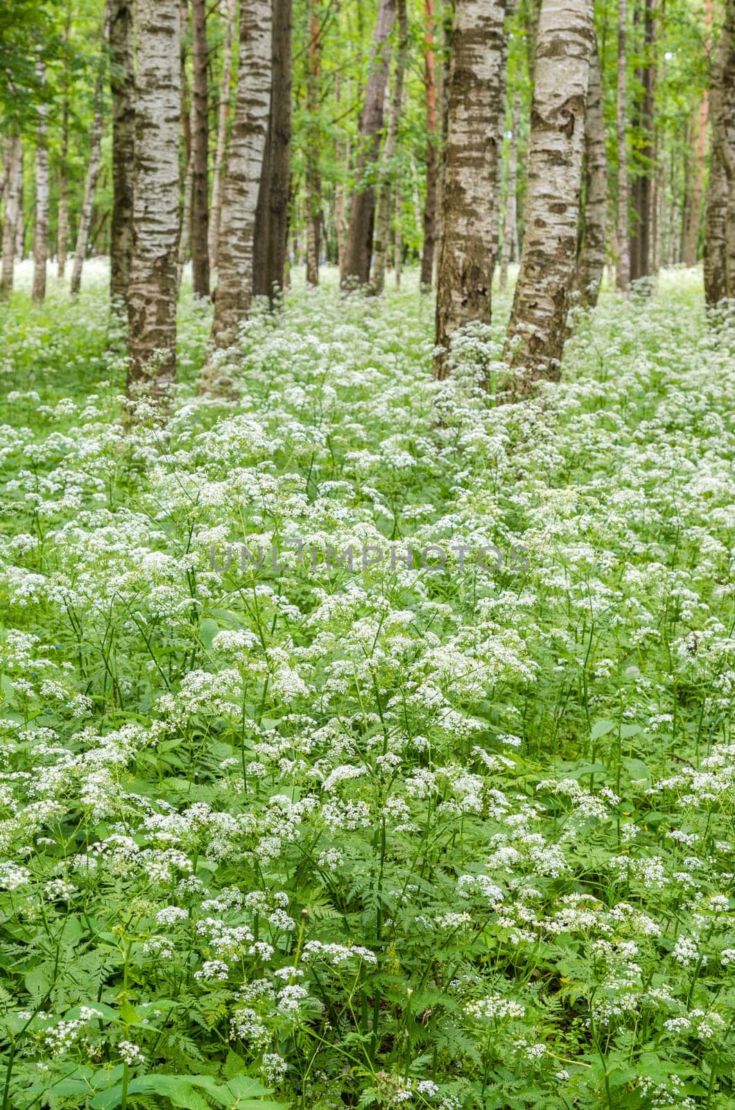 Blossoming yarrow in a birchwood, June. Nature background