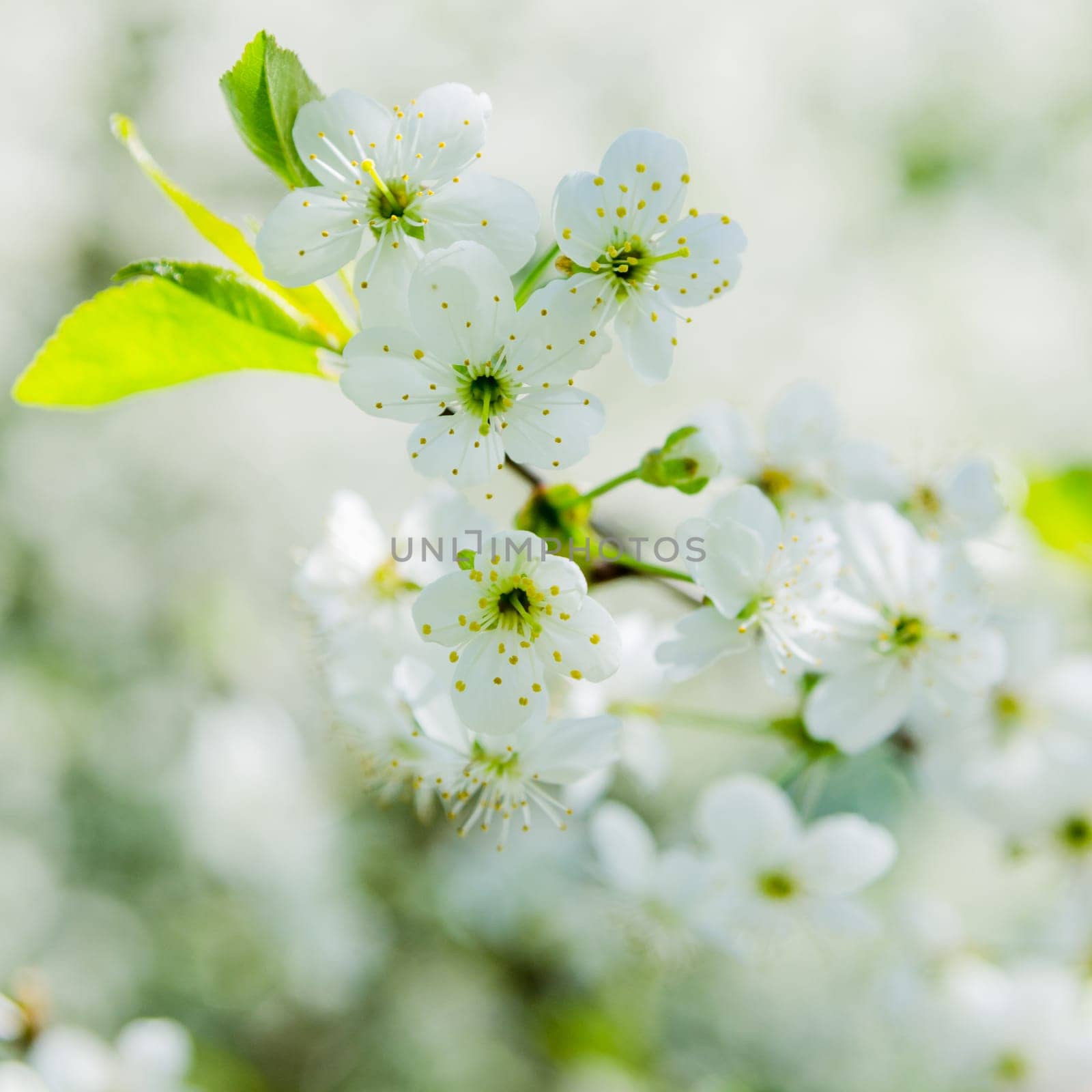 Blossoming branch of a cherry, close up. Note