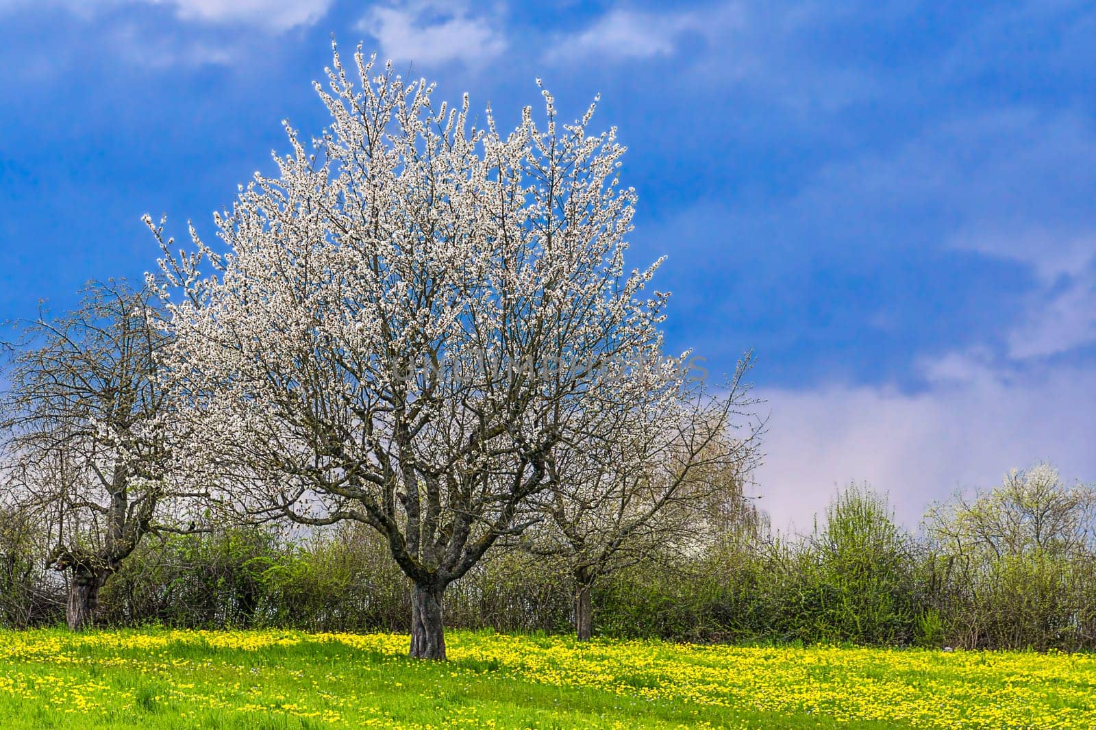 Spring Awakening 2