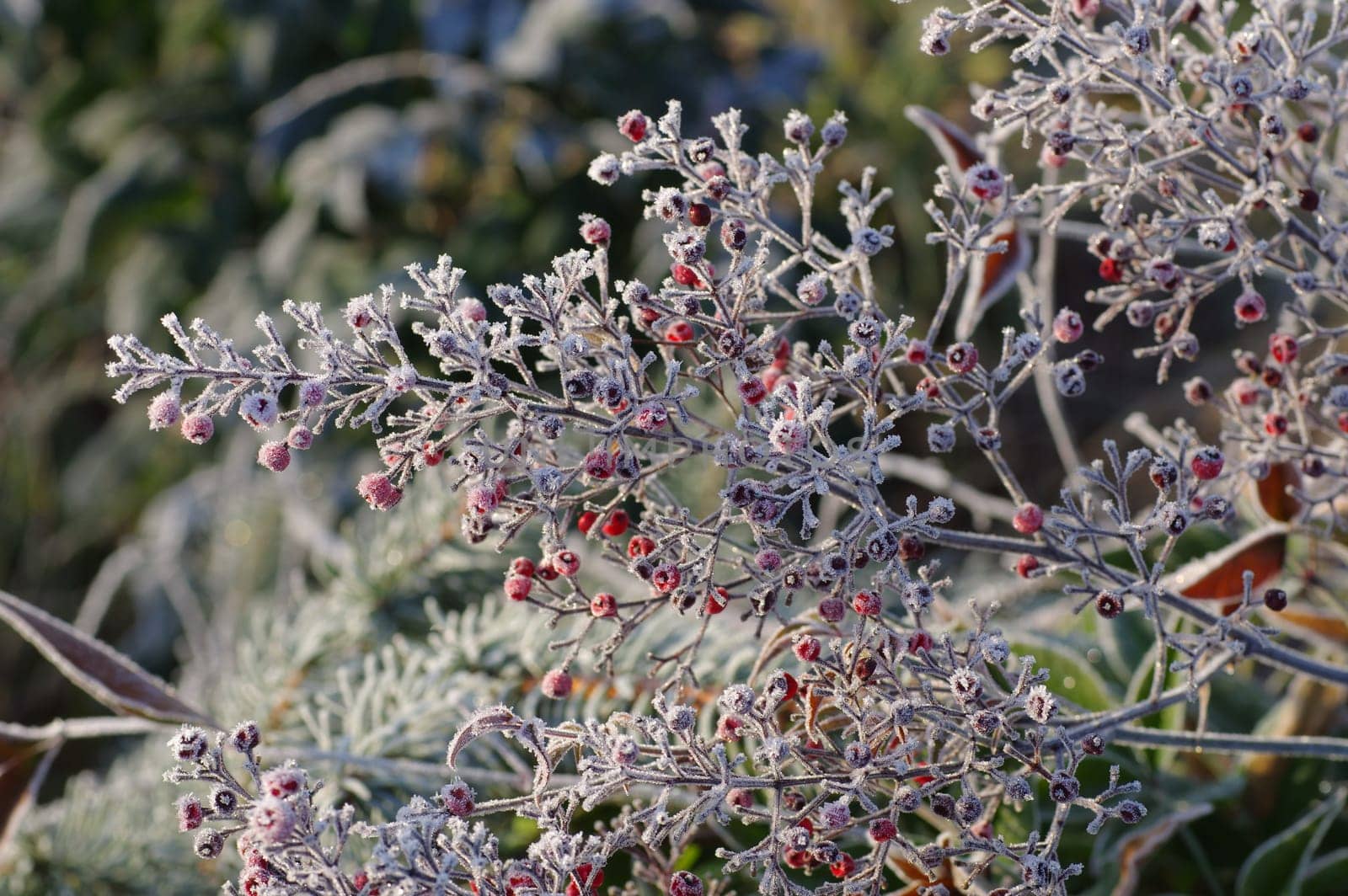 Holy bamboo in winter with roughage - heavenly bamboo in winter with hoarfrost