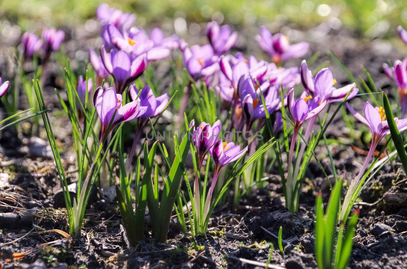 Crocus - Crocus 143
