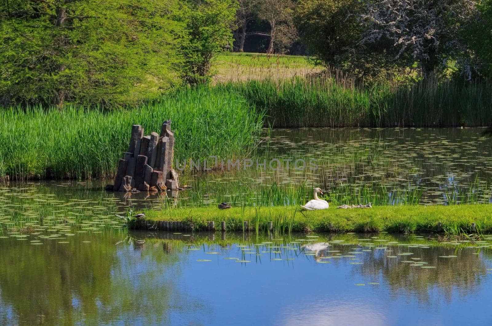 Swan family on an island - a swan family on an island