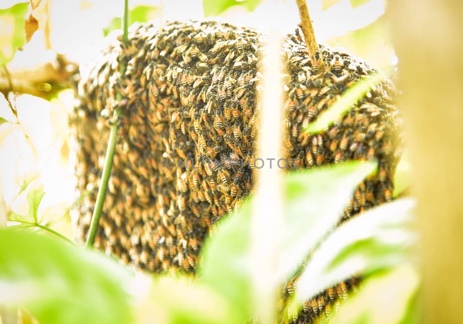 Bees and honey