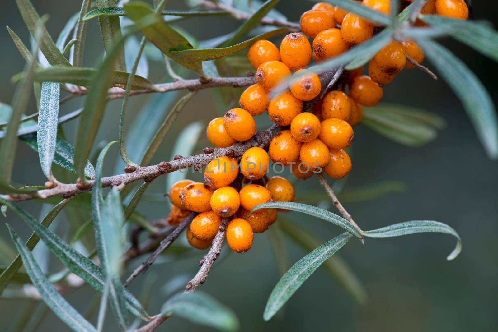 Sea buckthorn berries on the shrub