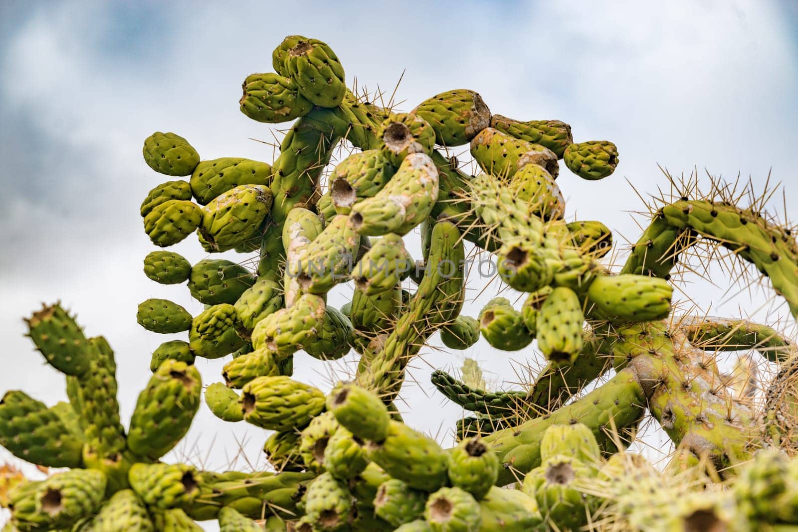 green cacti and a windmill in the background on Lanrarote in cloudy skies