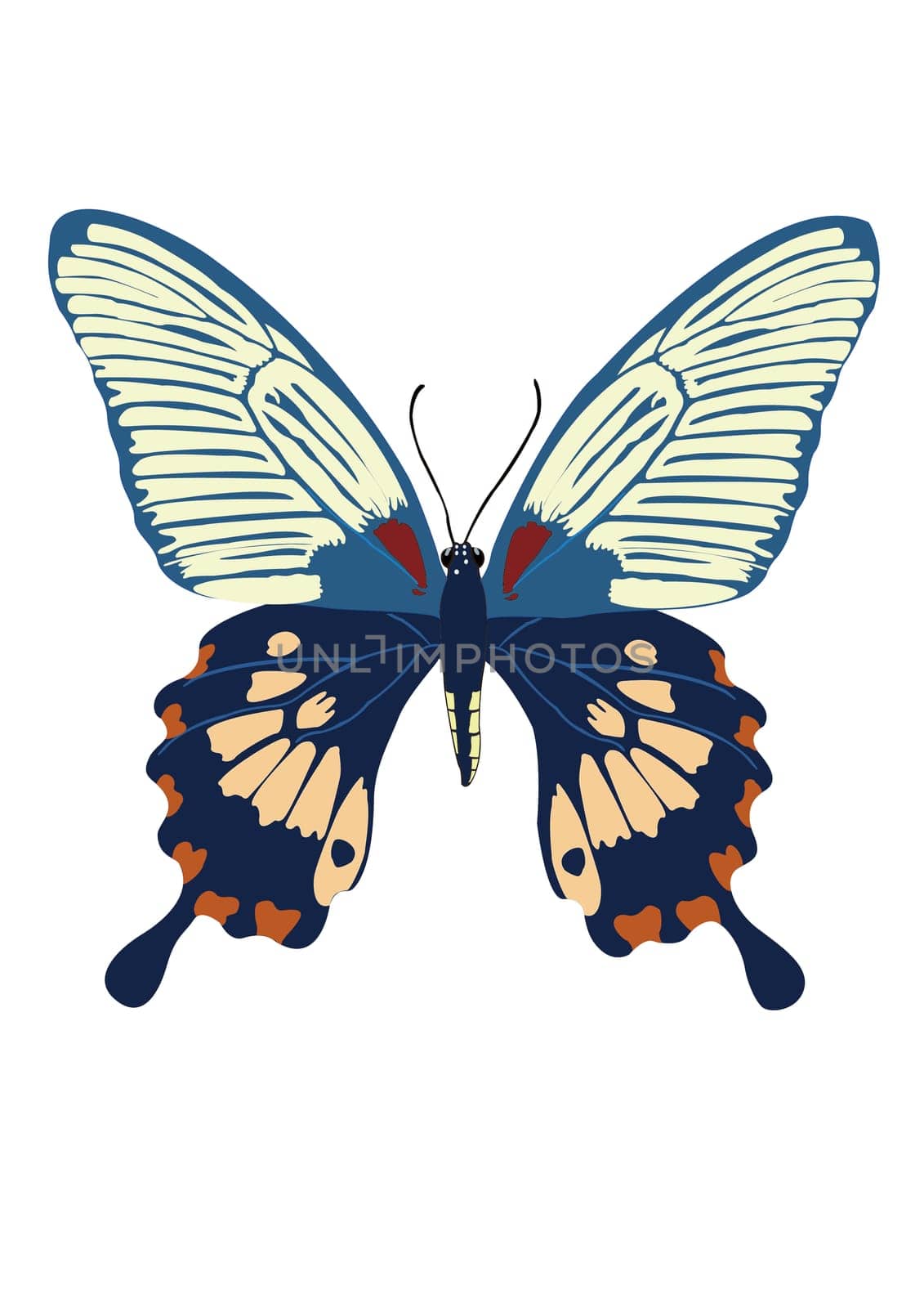 The Butterfly with open wings in a top view as a flying migratory insect butterflies