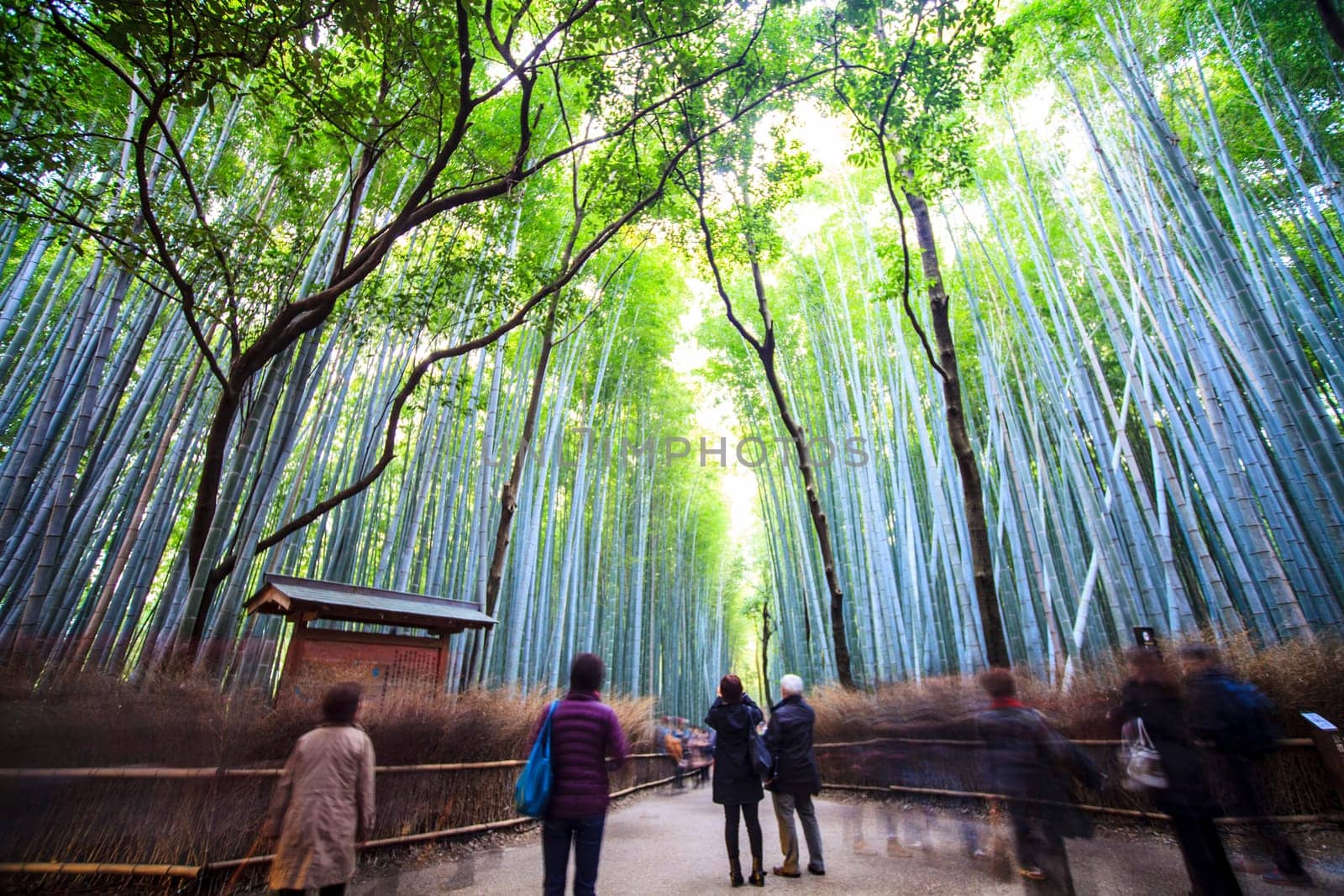 The Beautiful Bamboo forest in Arashiyama at Kyoto - Bright Processing style pictures
