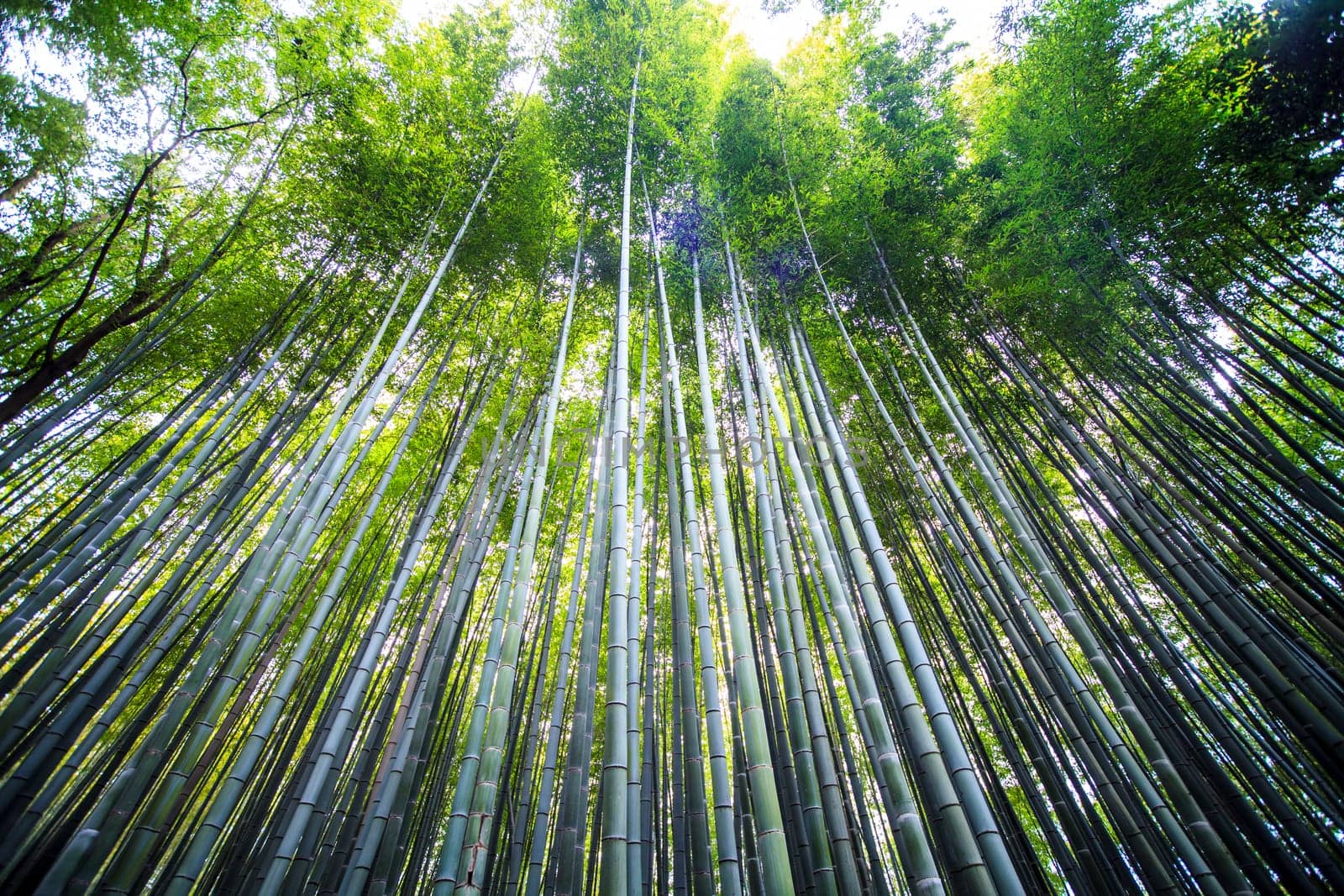 The Beautiful Bamboo forest in Arashiyama at Kyoto - Bright Processing style pictures