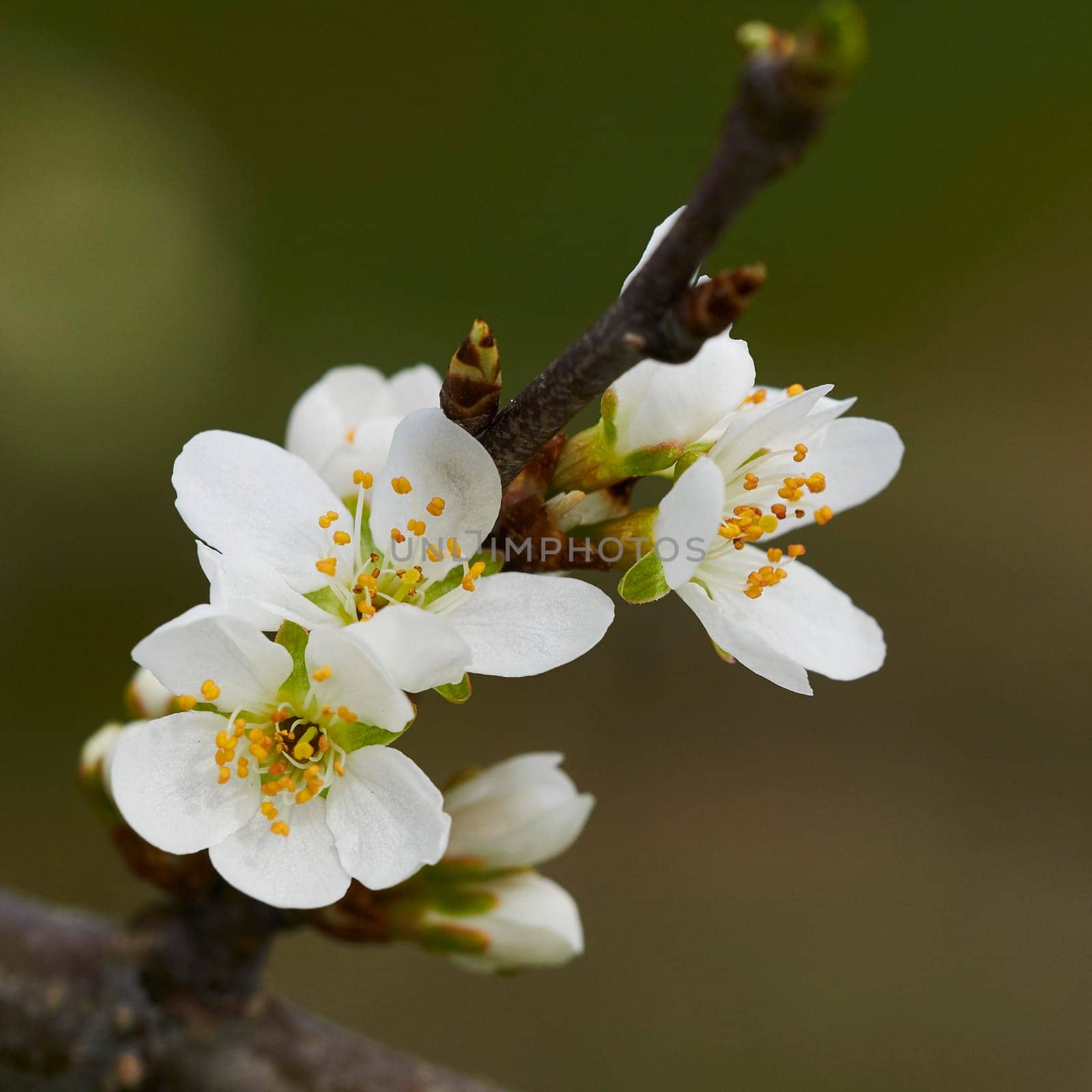 apple blossom on lake