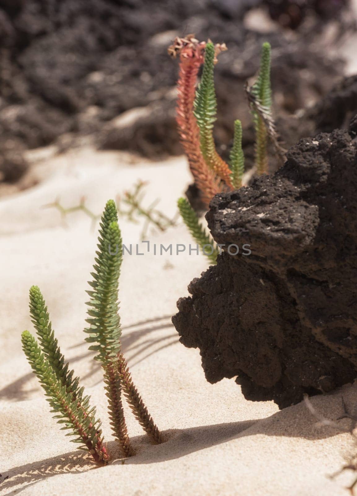 Plants and lava in harmony on the beach of Lanzarote