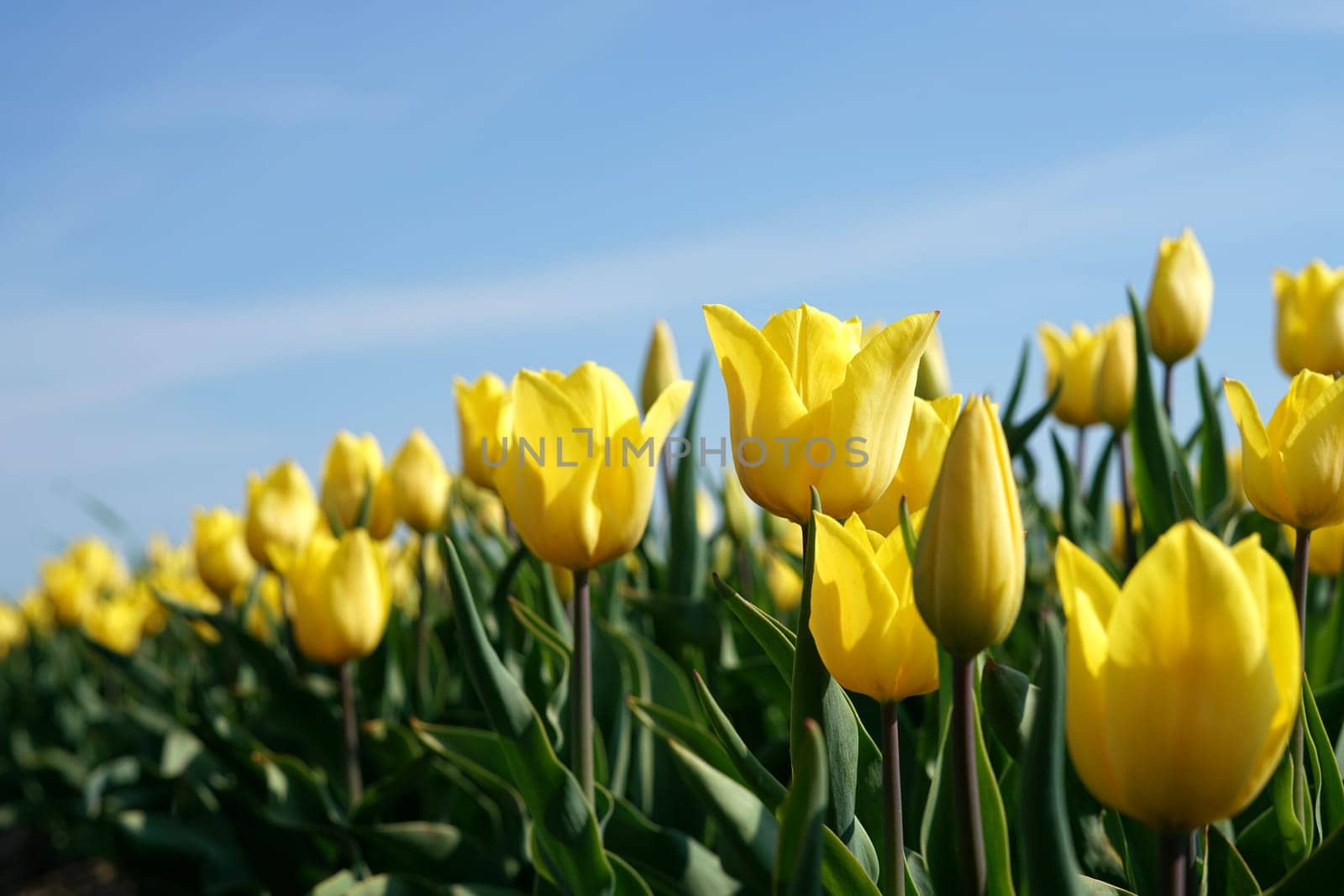 yellow tulips in a field in spring