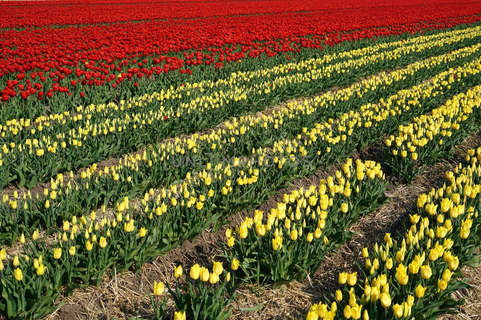 Tulips in a field in spring