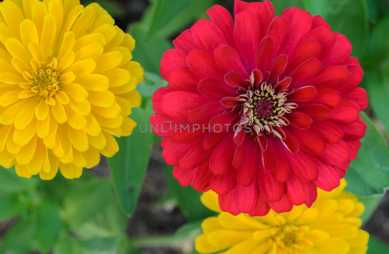 Red and Yellow Zinnia elegans flower in full bloom