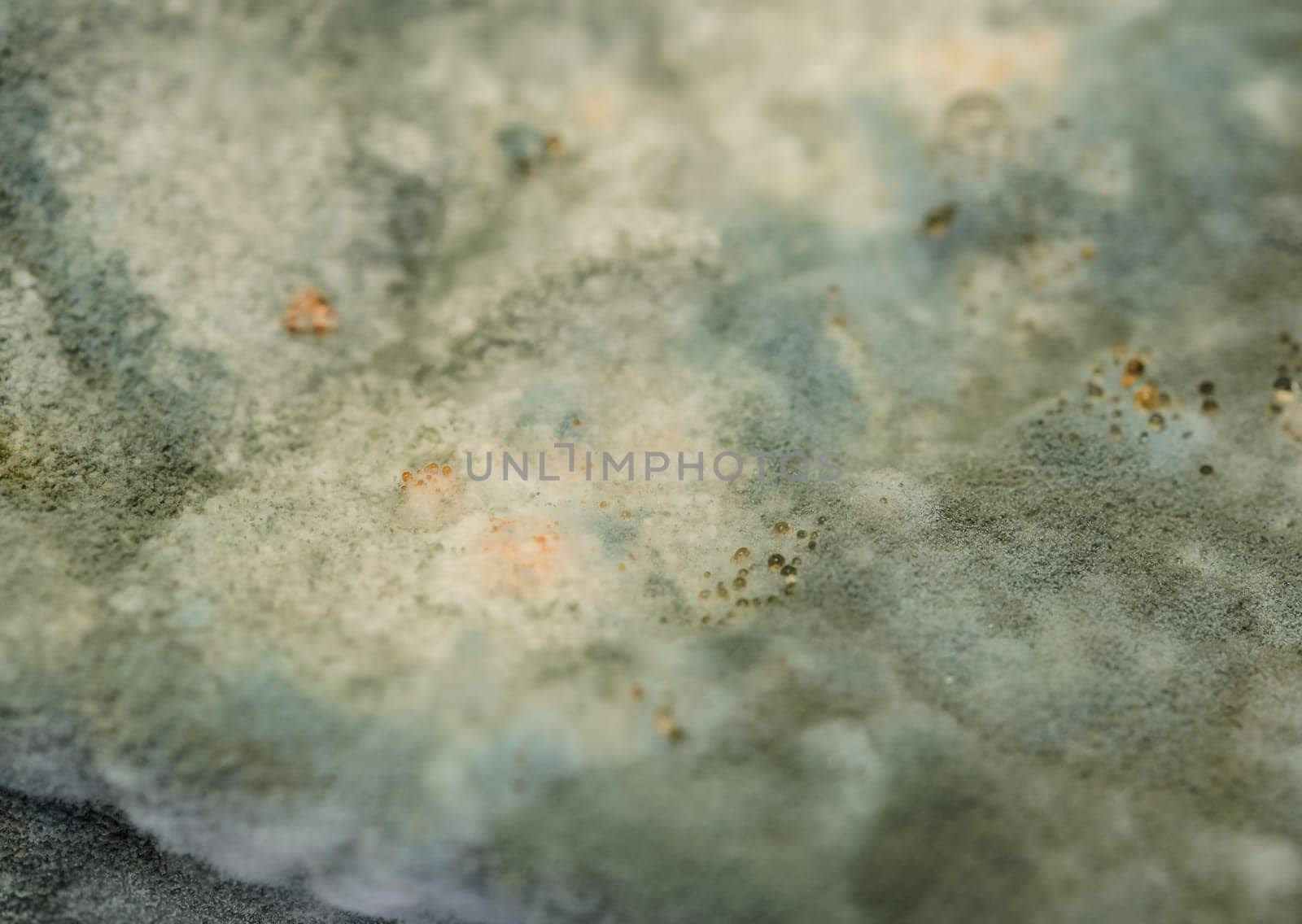 Close up of mold growing on cake in green and white spores