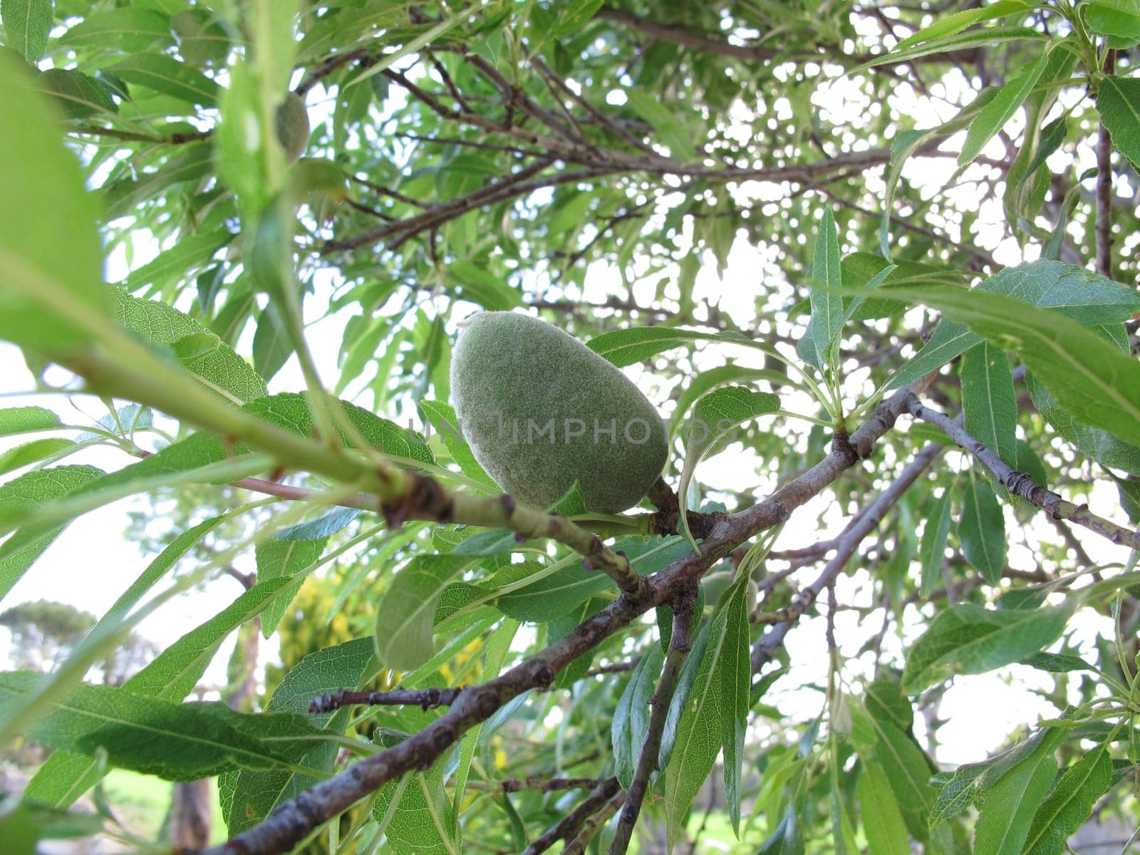 Almonds on the almond tree
