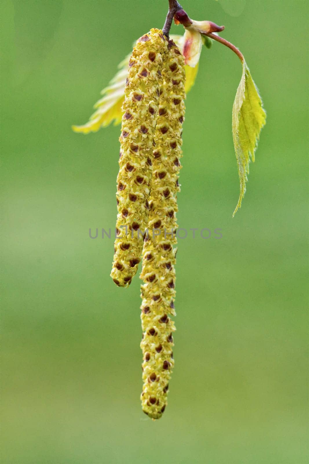 Catkins of hazel, highly allergenic pollen
