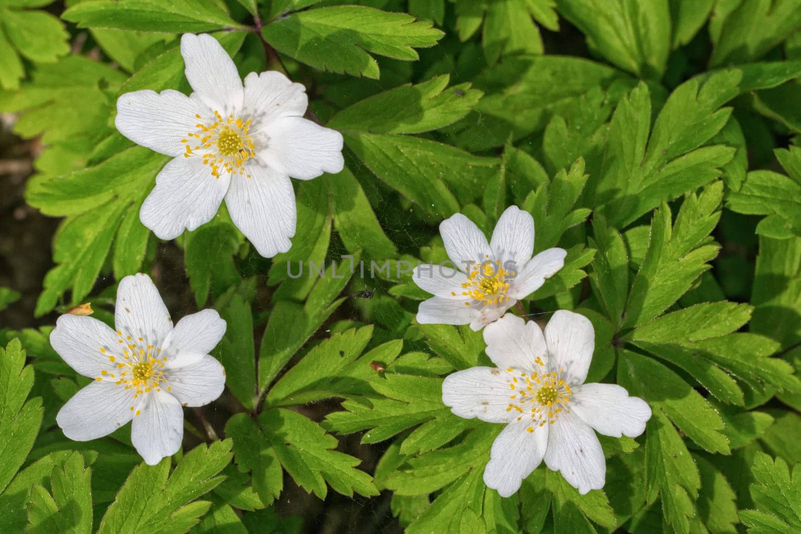 Group of white flowers with green leaf background
