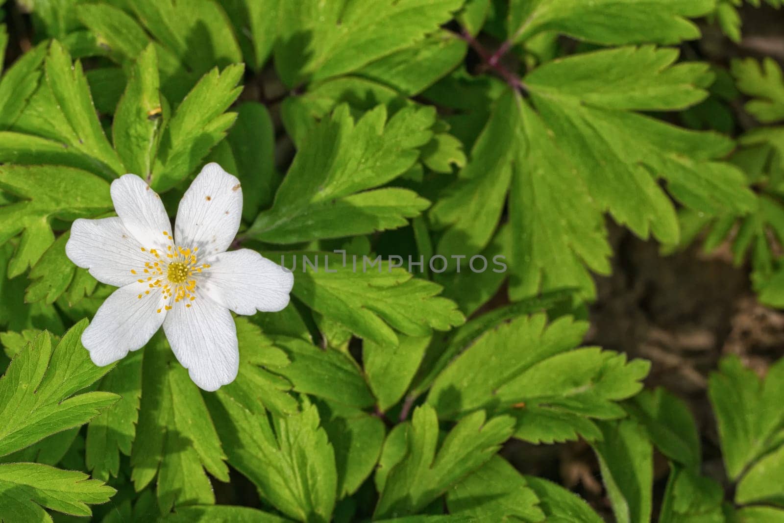 Nice white flower with blurred green background