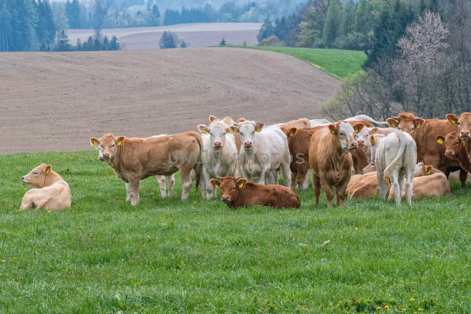 Herd of cows on pasture in the mountains
