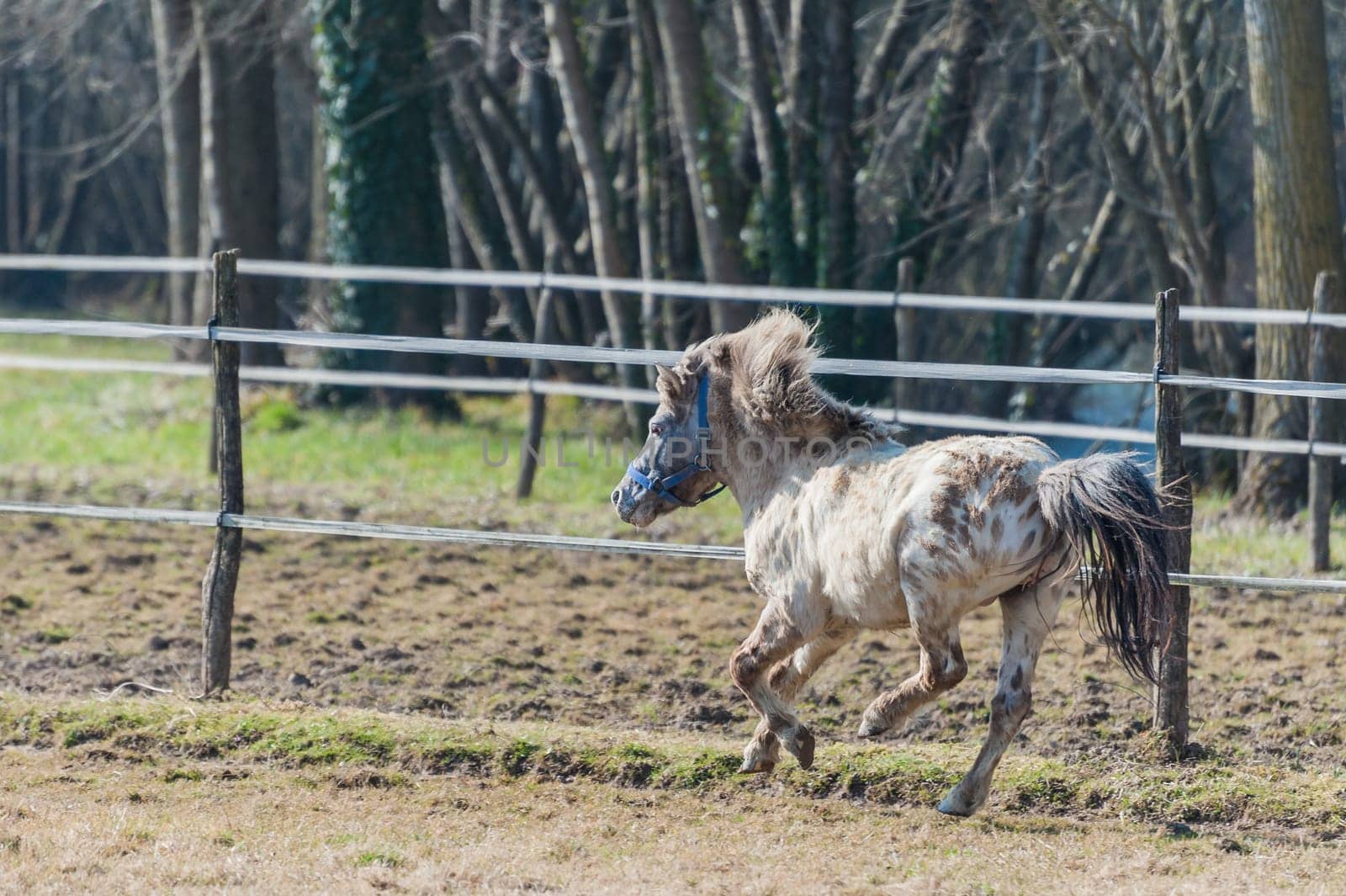 A horse,pony,galloping in the fence