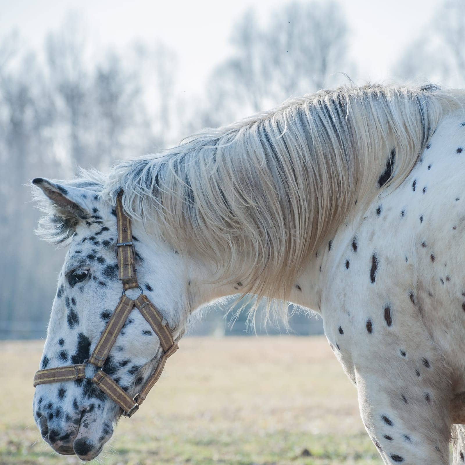 Closeup portrait of a beautiful horse