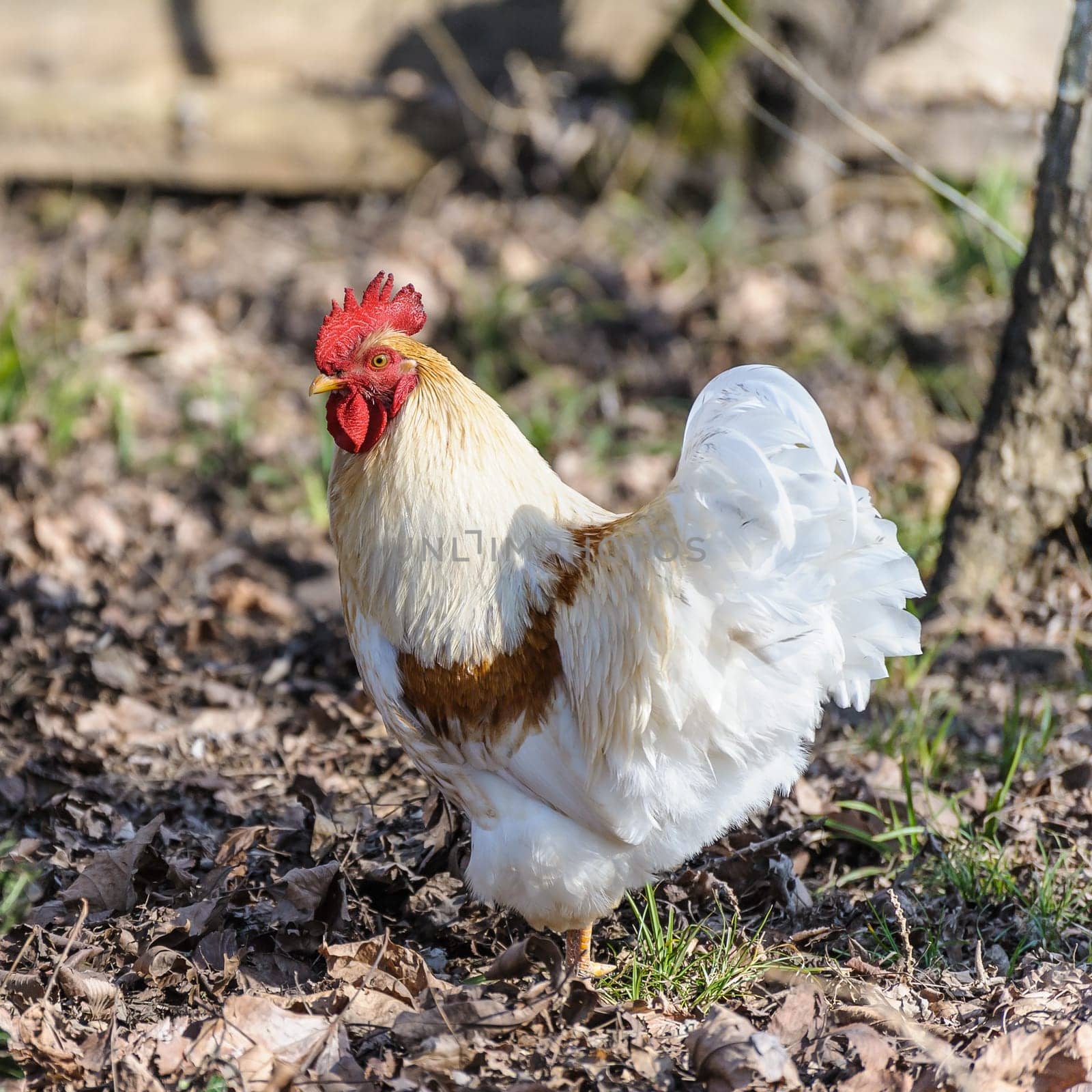 Portrait of a handsome white rooster clucking in the meadow