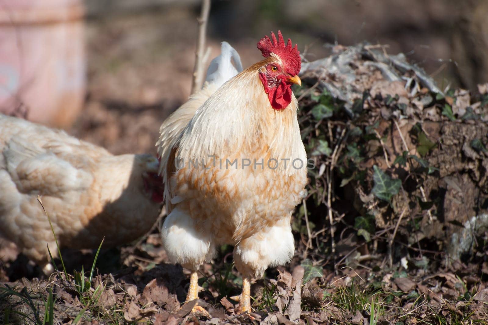 Portrait of a handsome white rooster clucking in the meadow