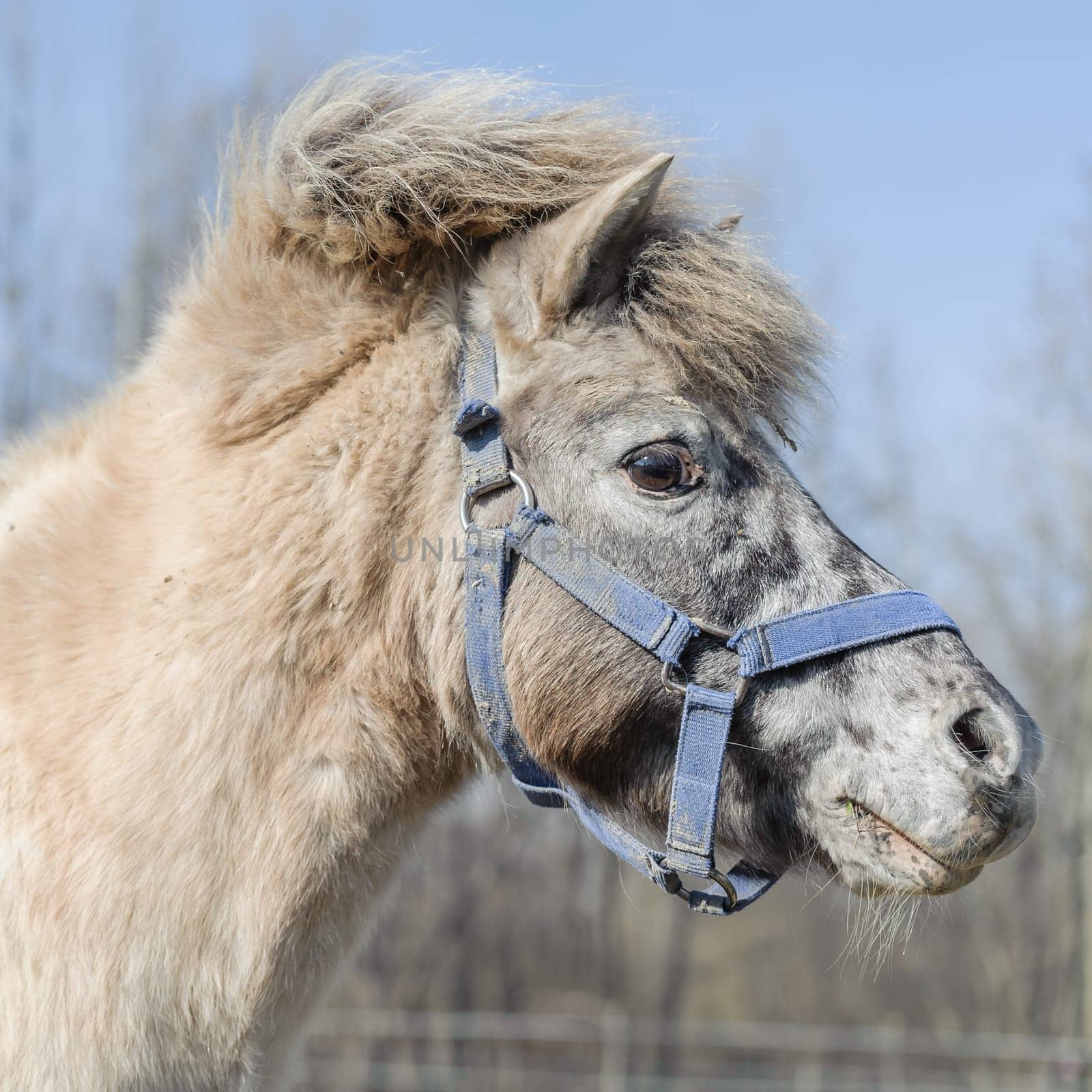 Closeup portrait of a beautiful horse pony