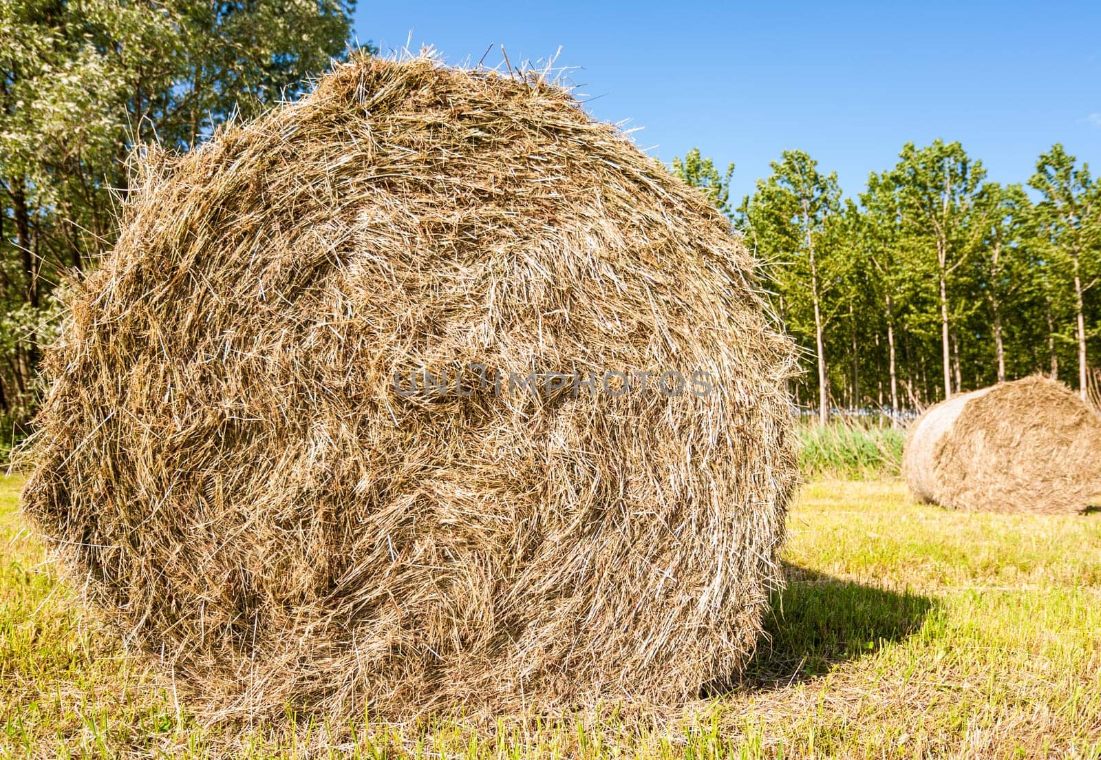Bale of hay drying in the sun.