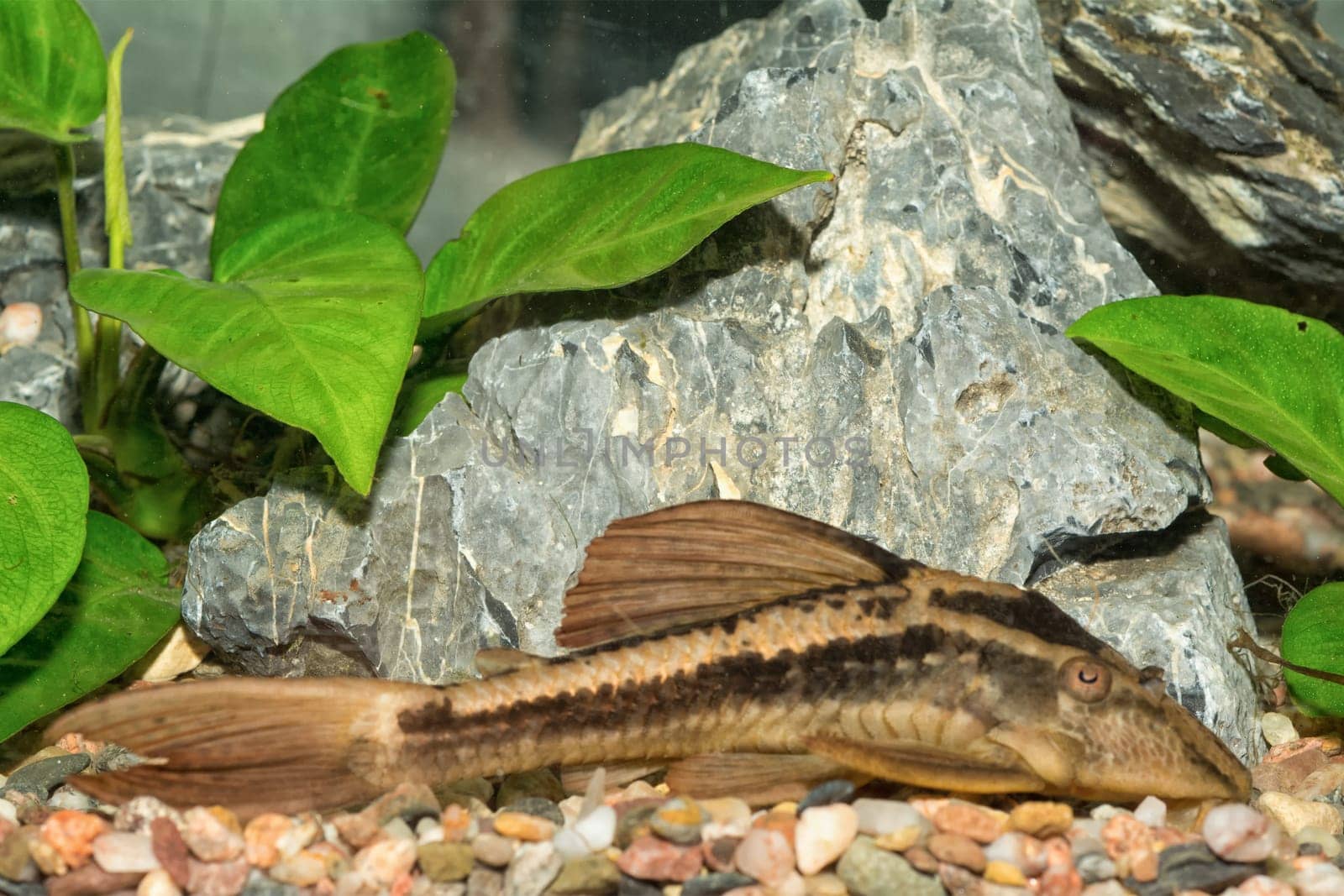 Nice suckermouth on a bottom in the aquarium