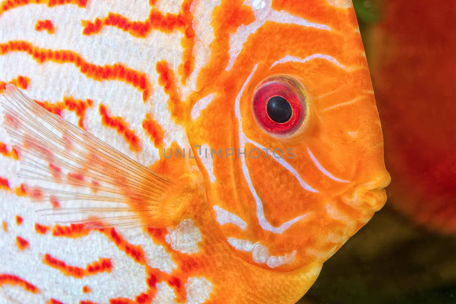 Detail portrait of head of discus aquarium fish