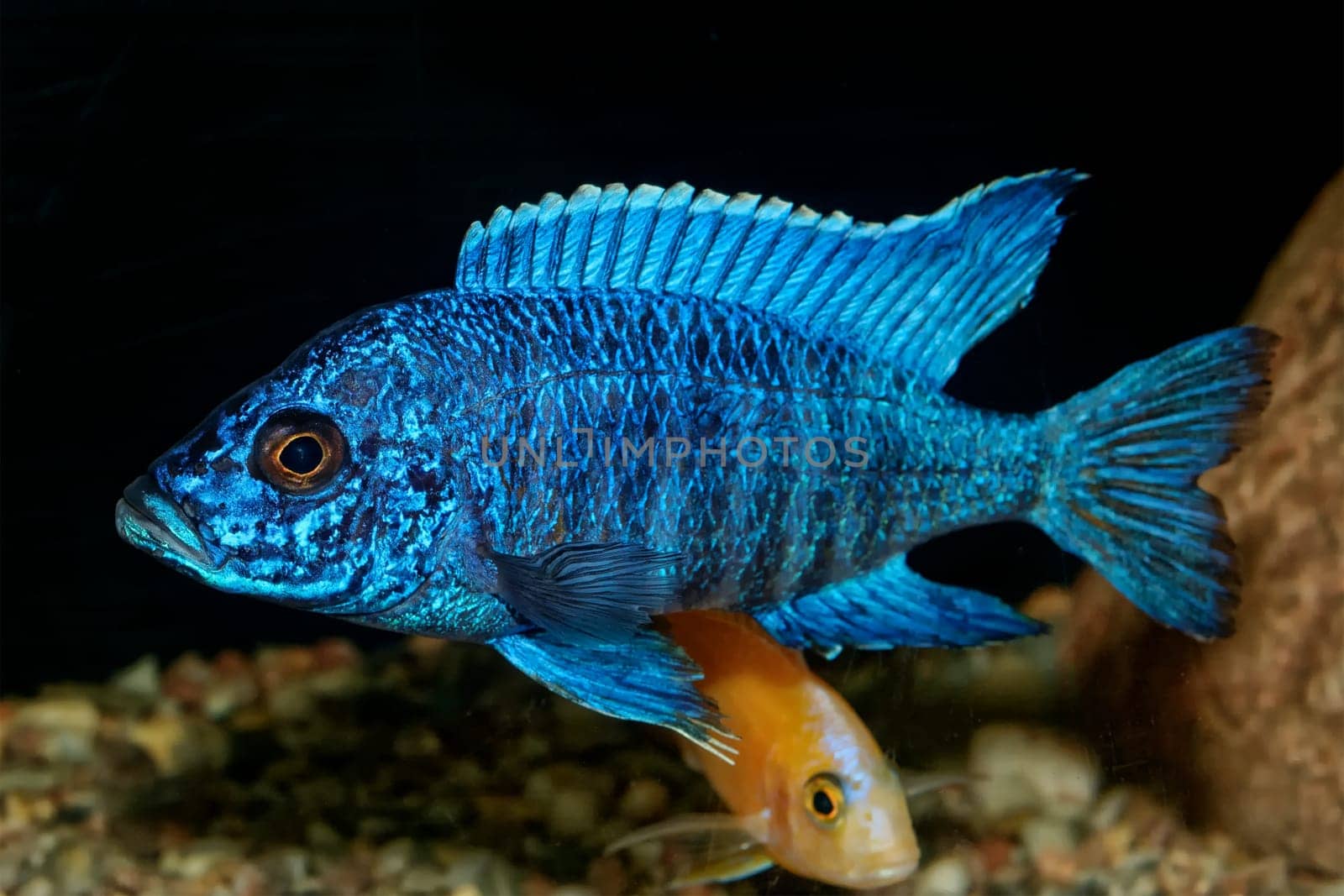 Nice blue OB male of cichlid fish from genus Aulonocara