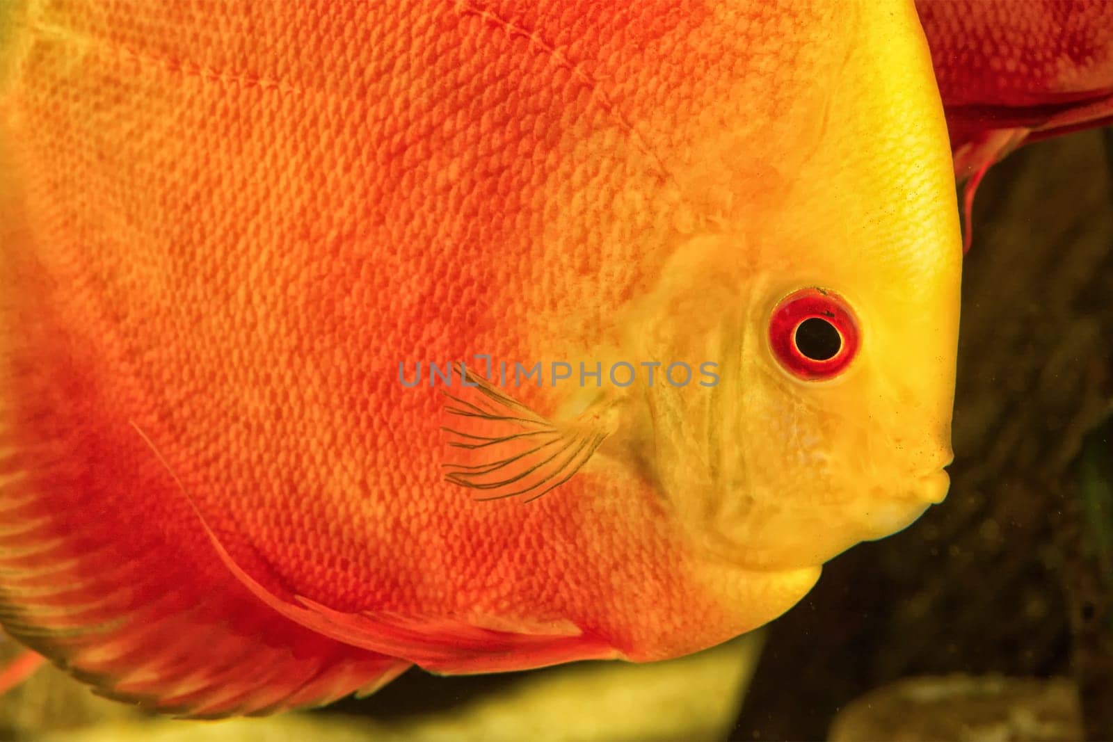 Detail portrait of head of discus aquarium fish