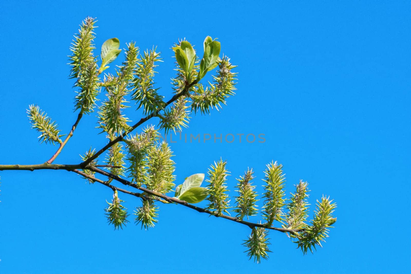 The young buds on the twig of a tree with blue background