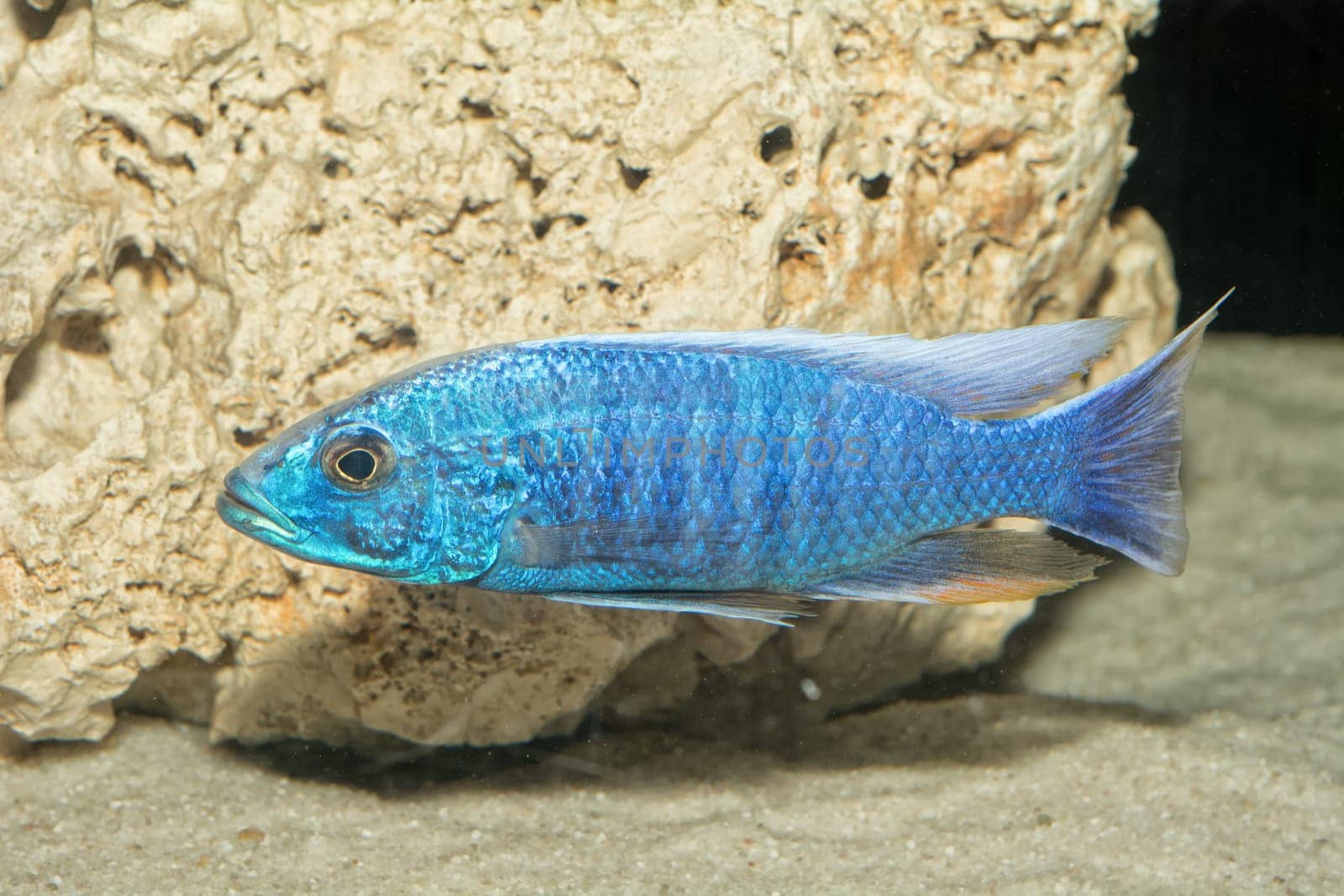 Portrait of colored aquarium fish in the aquarium
