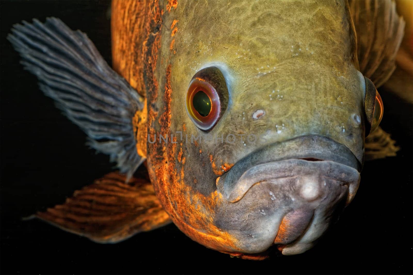 Detail portrait of head of oscar aquarium fish