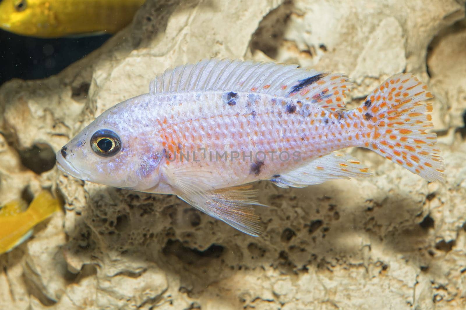 Nice blue OB female of cichlid fish from genus Aulonocara