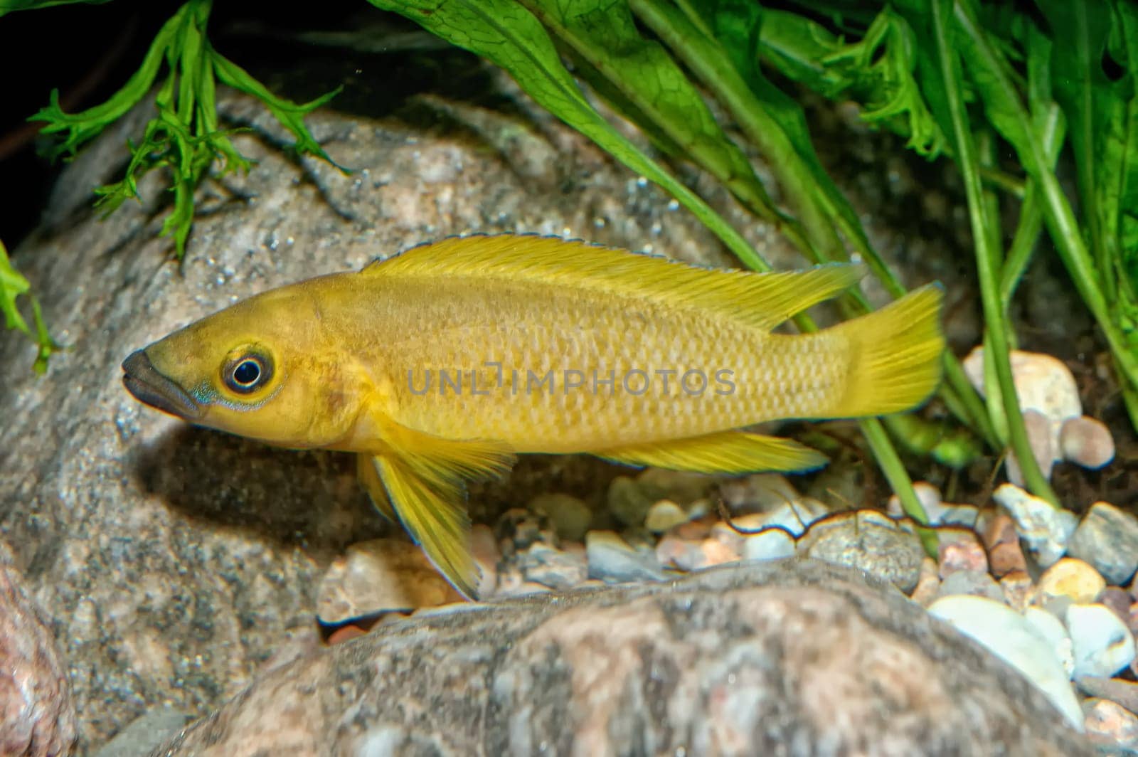 Tropical aquarium fish from genus Neolamprologus