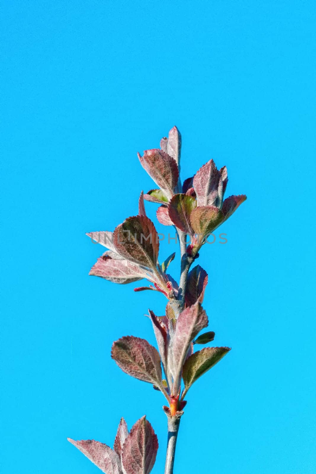 The young buds on the twig of a tree with blue background
