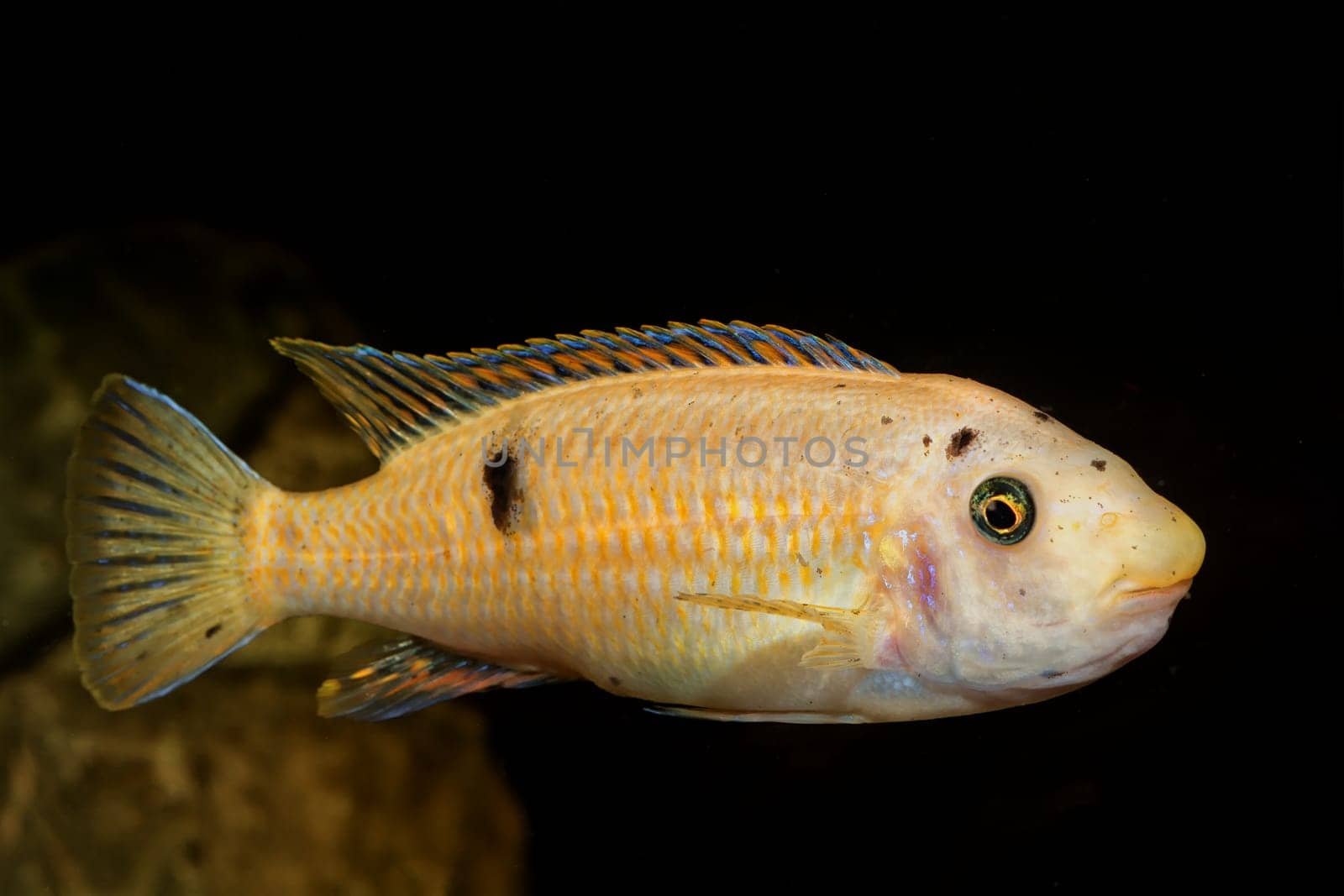 Portrait of colored aquarium fish in the aquarium