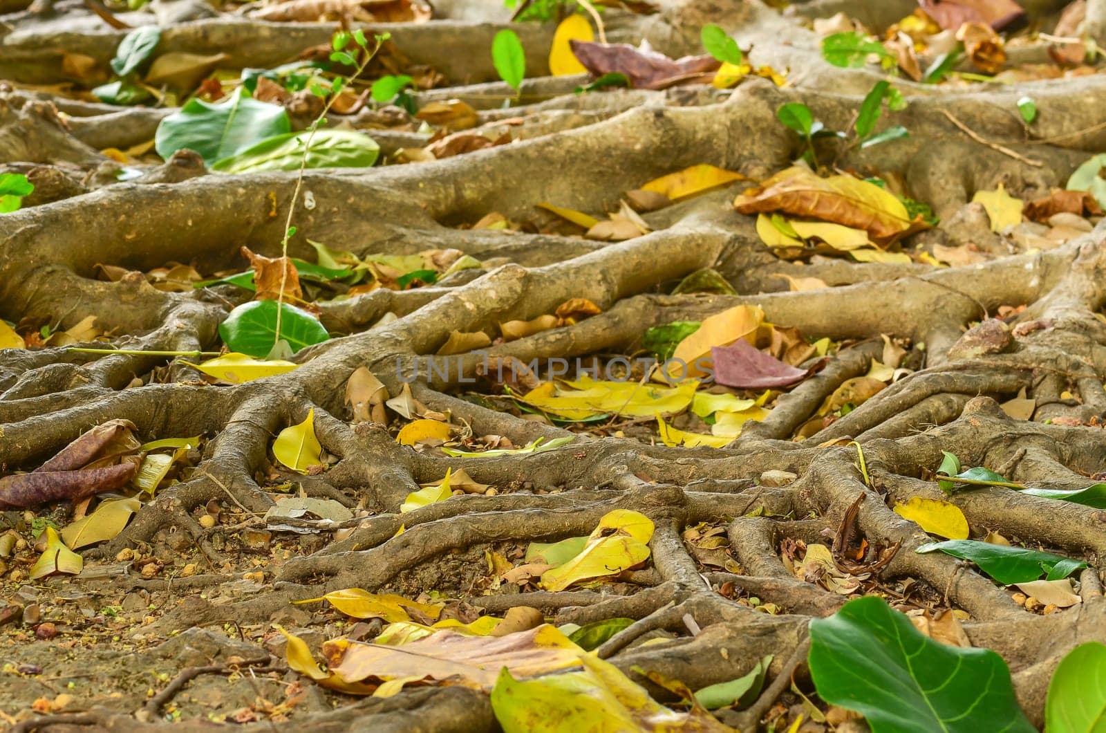 big tree root