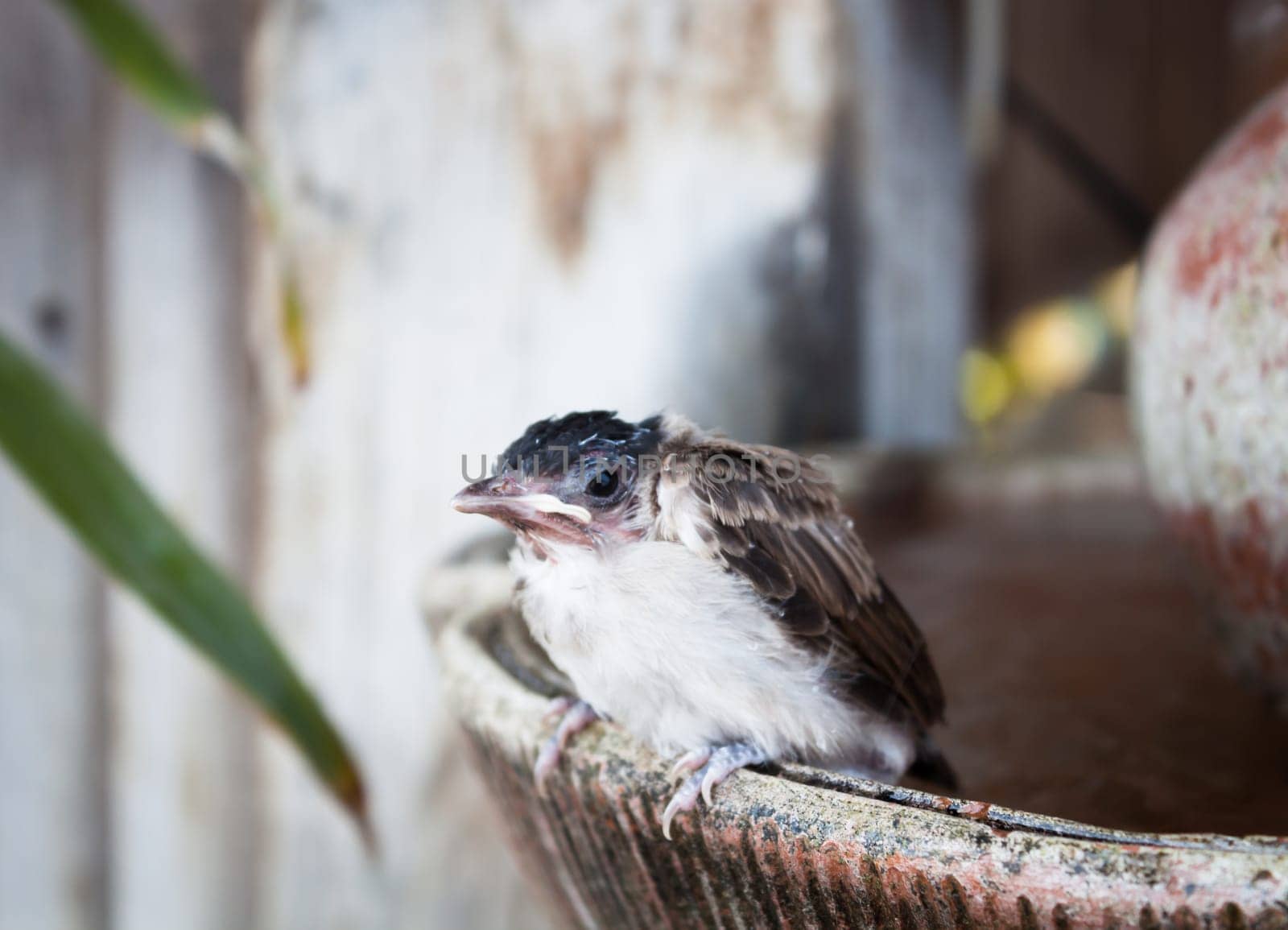 Close up of a young sparrow at fountain, stock photo